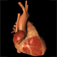 heart anterior view thumbnail