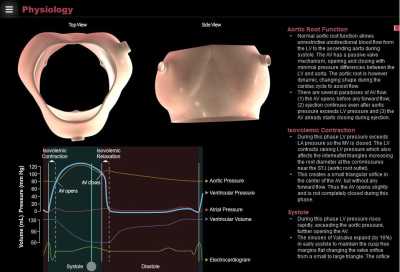 Aortic Valve Physiology
