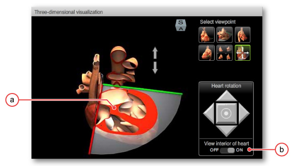 figure 3: Interactive heart model interior view